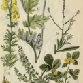Művészi növényábrázolások a  Somogyi könyvtárban