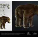 3D-s jégkorszaki barlangi medve a Móra-múzeum megújult kiállításán