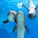 Fegyveres és felderítő delfineket képez ki az ukrán haditengerészet
