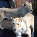 Fehér oroszlánok a Szegedi Vadasparkban