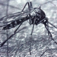 Biológiai szúnyoggyérítés Szegeden