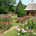 Csaknem százharminc rózsafajta virágzik a szegedi füvészkertben