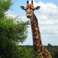 Elpusztult a Szegedi Vadaspark legfiatalabb zsiráfbikája